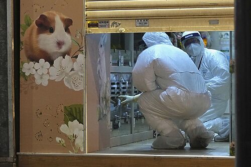 Hong Kong to abolish 2000 runt animals after hamsters blamed for COVID outbreak in closed-off metropolis