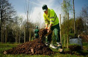 369997 woodland projects across england to get funding for jobs practising and rising tree veil mirage news