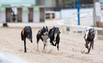 372260 oxford stadium jobs advertised as greyhound racing makes a comeback