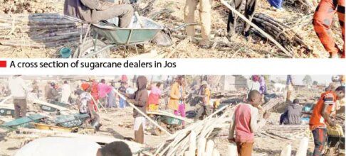 381436 jos youths make brisk business from sugarcane