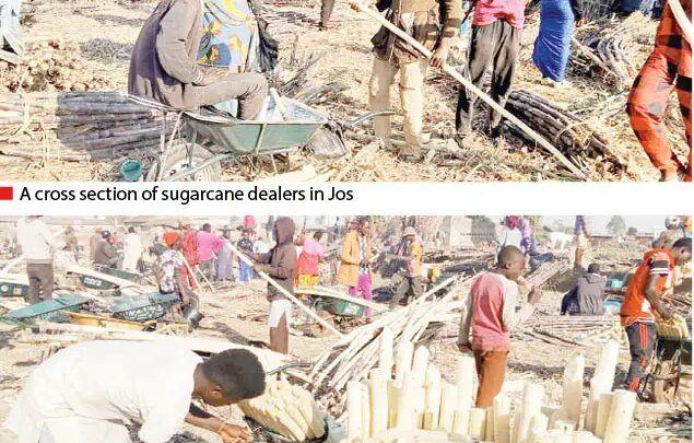 381436 jos youths make brisk business from sugarcane
