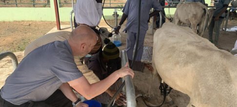 Lean yield frustrates dairy industry’s desire to meet high local demand