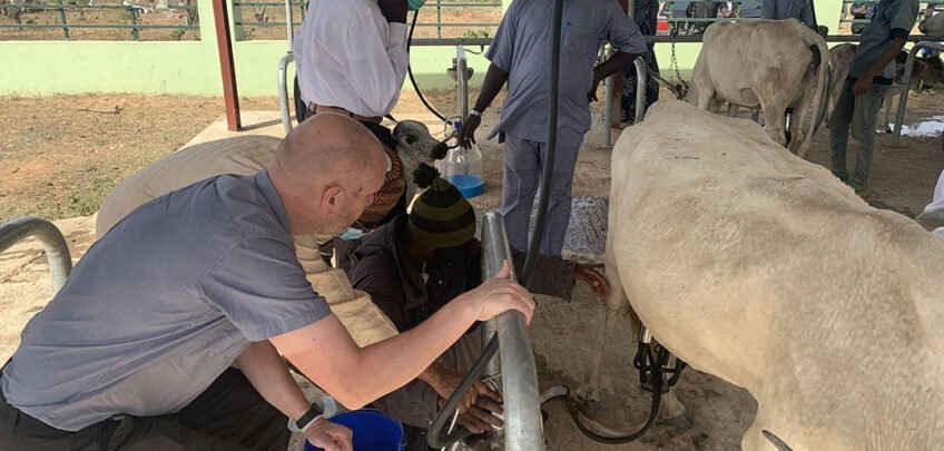 Lean yield frustrates dairy industry’s desire to meet high local demand