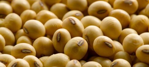 FG launches national soybean drive to tackle food shortage, boost exports
