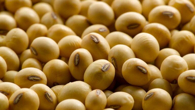 FG launches national soybean drive to tackle food shortage, boost exports