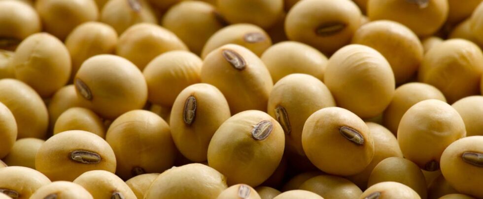 FG launches national soybean drive to tackle food shortage, boost exports